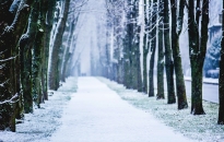 winter-snow-trees-alley_tn1